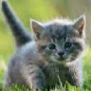 Meet your Posher, Dean